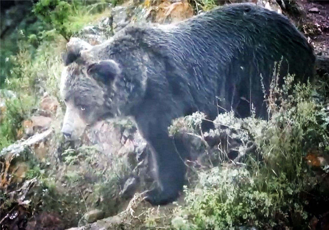 爱游戏-包含剑门暴熊队对阵岭东雪豹队，柔道总决赛小胜，细节决定成败——本土核心状态回升的词条